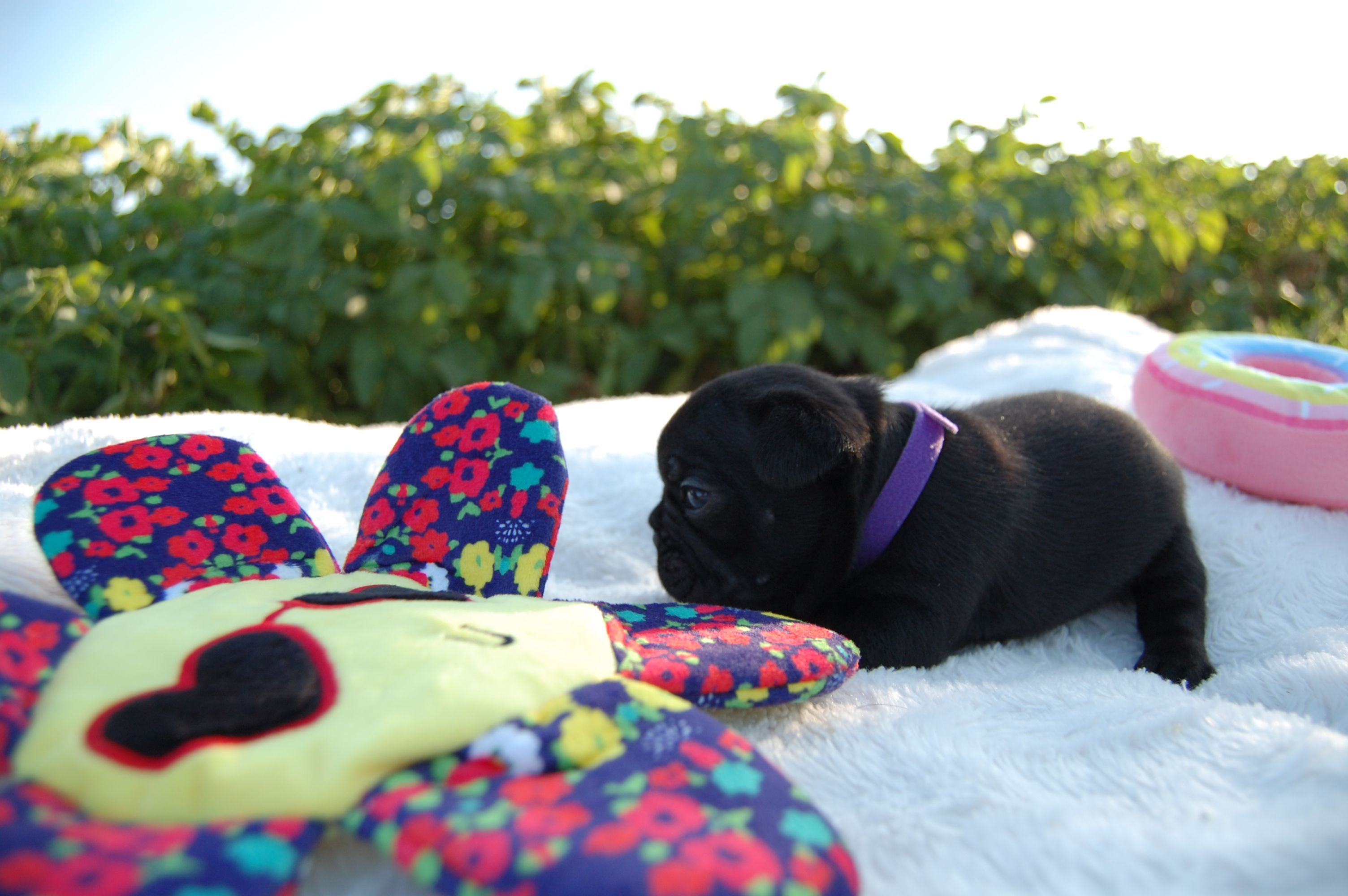 <svg class='purple'></svg> <b> Magic Molly</b> <svg class='purple'></svg>